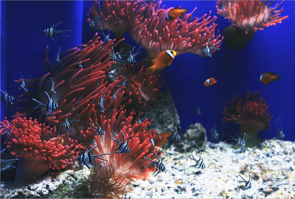 fish swimming around sea anemone