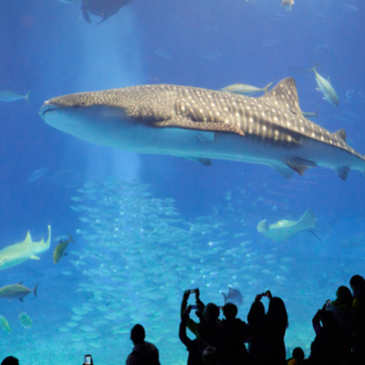 people taking picture of a large fish swimming