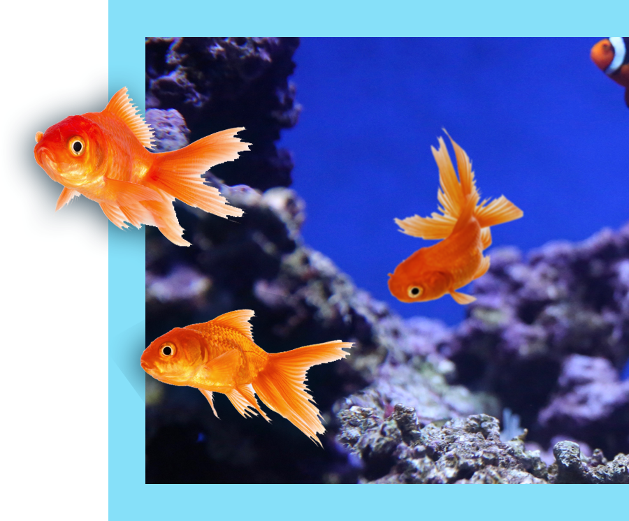 three goldfish swimming